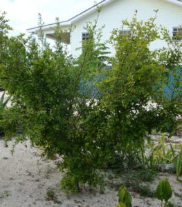 Bahamian Cherry Tree