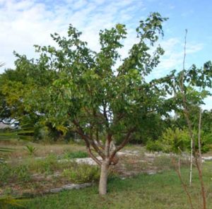 GUMELEMI TREE - The fruit on this tree is the antidote to Poison Wood. Mash then apply.