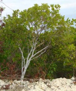 Joe bush long island bahamas horticulture