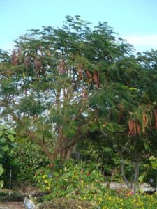 ponciani horticulture long island bahamas