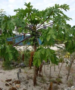 Purple Papaya = Yellow when ripe