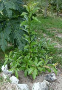 Scipadilly Fruit are like kiwi but bigger meat inside. Is light brown and sweet.