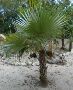 Thatch Palm. They use this to make baskets on Long Island Bahamas