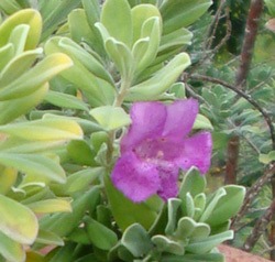 Texas Sage (purple flower long island bahamas