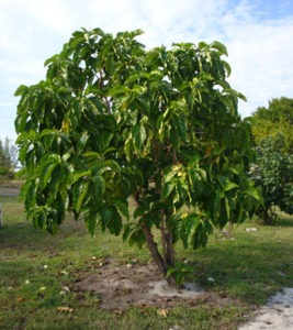 Uni Tree = smells very bad however they eat the fruit if you can get past the smell. White fruit turns yellow (I believe) when ripe.