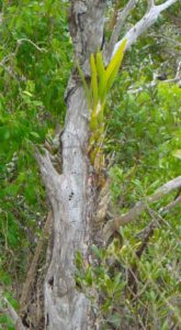 Wild Orchid's tend to in a dead trees. Locate this one after our gate on the left had side of the driveway.