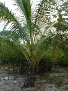 Bear with in 5 years coconut tree - special from government