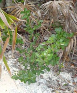 Ginny bush horticulture bahamas