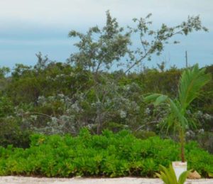 Green buttonwood long island horticulture bahamas