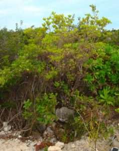 gum Tree long island bahamas horticulture