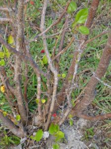 Mulberry Tree long island horticulutre bahamas