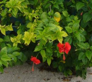 Hibiscus: We have 2 fuchsia and 4 red hibiscus planted by the back door of our home.