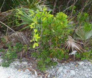 rock bush horticulture long island bahamas