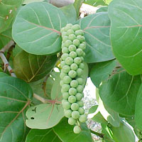 Sea Grapes: In the spring the grapes on this tree ripen and the locals make jam from the grapes. Find these by our beach.