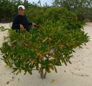 seven year apple horticulture long island bahamas