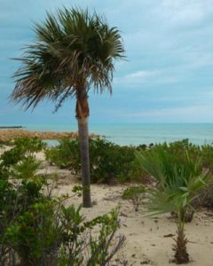 silver palm tree horticulture long island bahamas