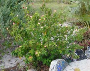 Sleeping Hybiscus =opens at night only so you never see it blossom. birds like to eat it. Also called Turks Cap.