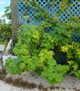 sunflower tree with yellow sunflowers when in bloom