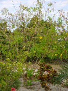 Yellow Alder long Island Bahamas tree