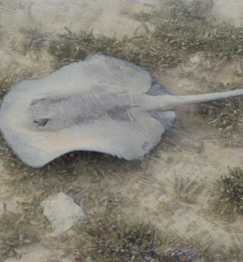 Baby stingray long island bahamas